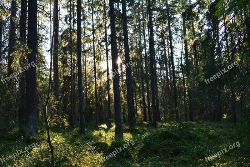 The Forest Forest The Nature Of The Landscape Scenic