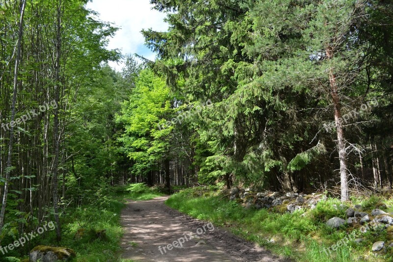 Nature Forest Landscape The Tree Trees