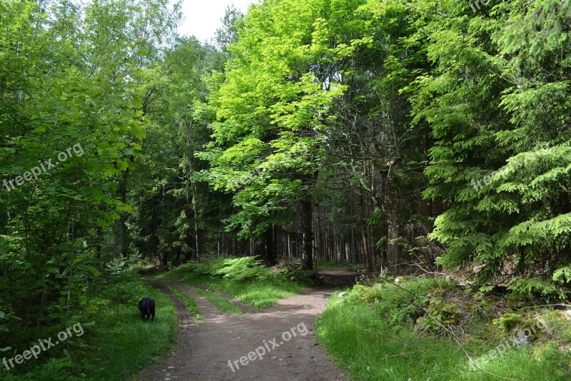 Forest Nature Landscape Trees Green