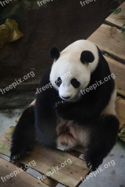 Giant Panda Ouwehands Dierenpark Mammal Bears Predator