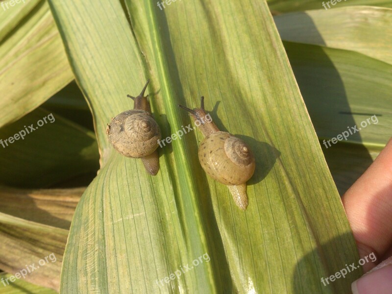 Snails Race Right Right Free Photos