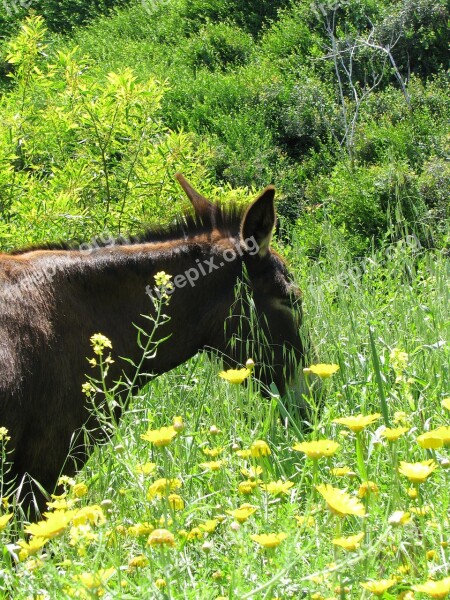 Donkey Cyprus Animal Brown Field