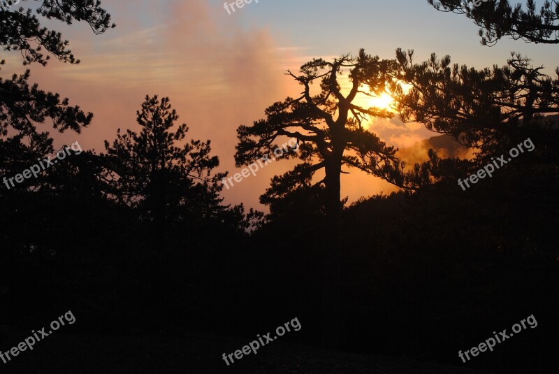 Tree Silhouette Shadow Silhouette Nature Forest