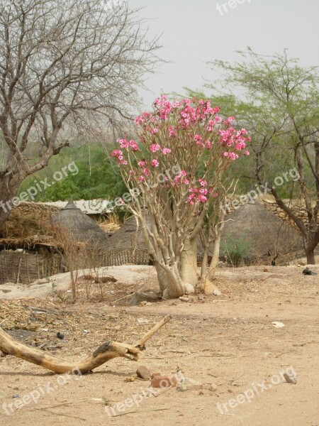 Desert Rose Nature Africa Sahel Free Photos