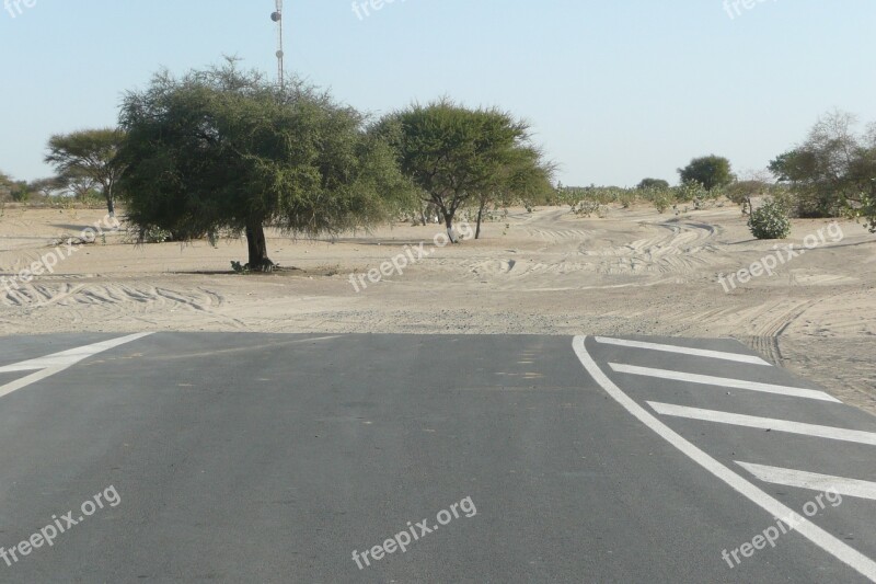 Road Tree Africa Path Chad