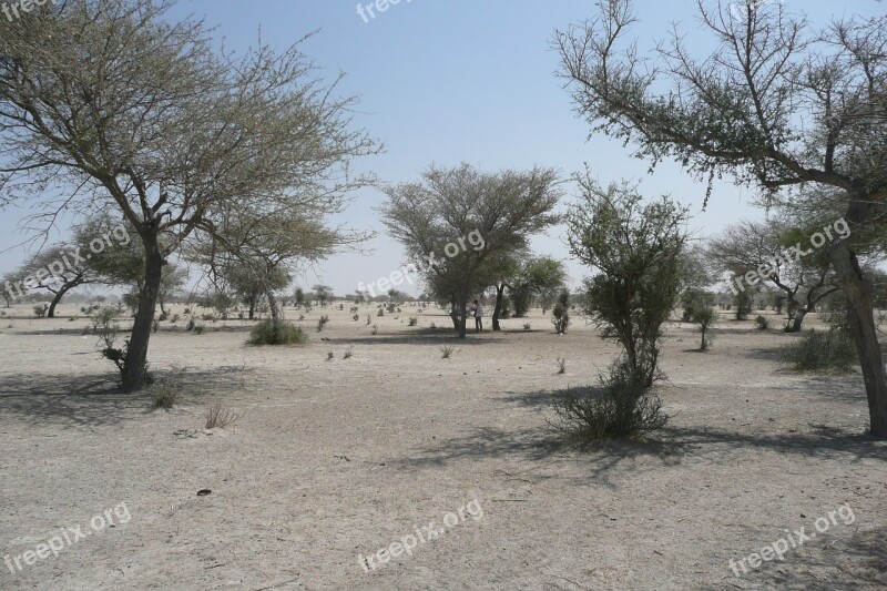 Sahara Sahel Bush Sand Africa