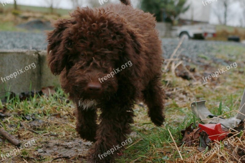 Water Dog Lagotto Dog Free Photos