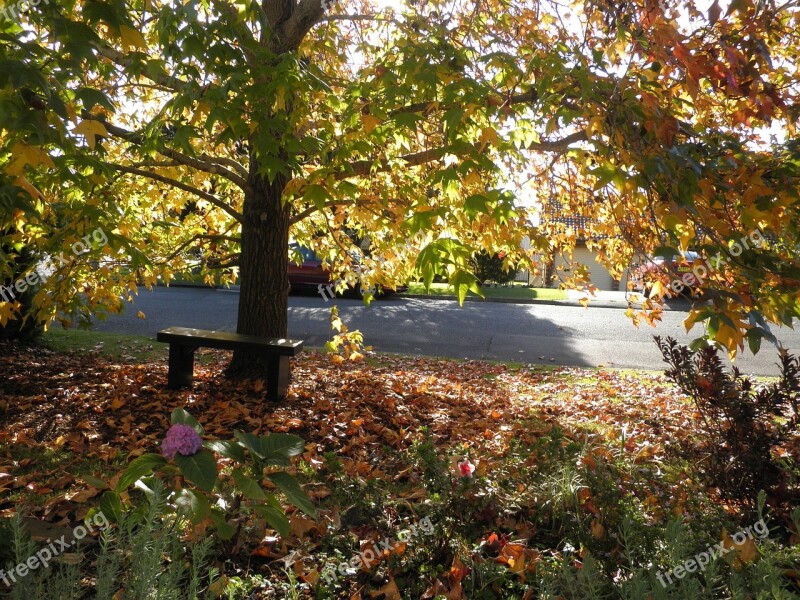 Autumn Leaves Resting Peaceful Australia