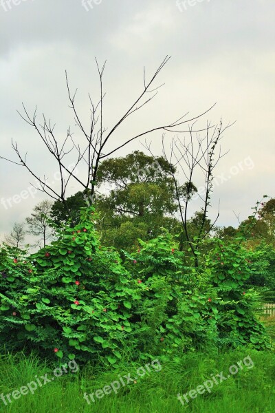 Morning Glory Veld Grass Weeds Green