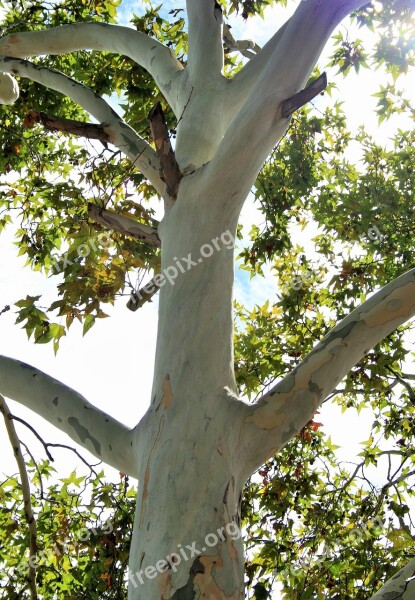 Plane Tree Tree Tall Plane Trunk