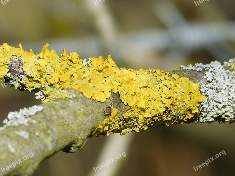 Lichen Bright Yellow Fouling Free Photos