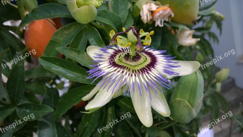 Passion Flower Blossom Bloom Nature Free Photos