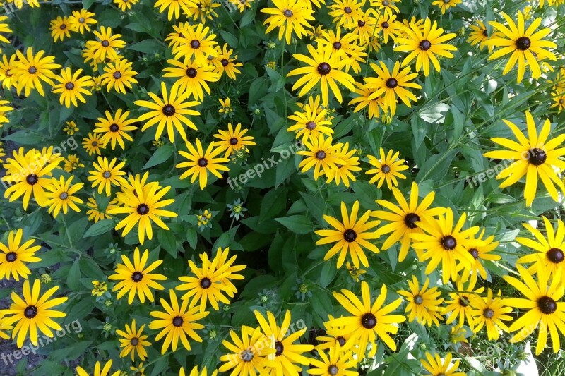 Flowers Yellow Nature Yellow Flower Blossom