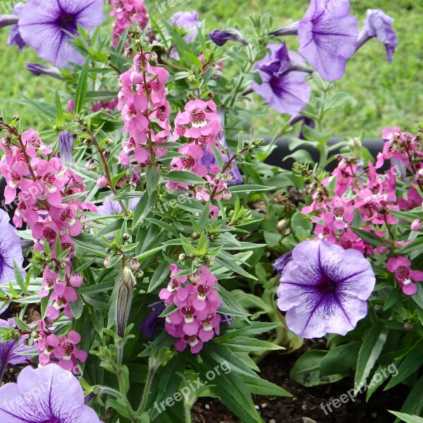 Garden Flowers Purple Petunia Pink