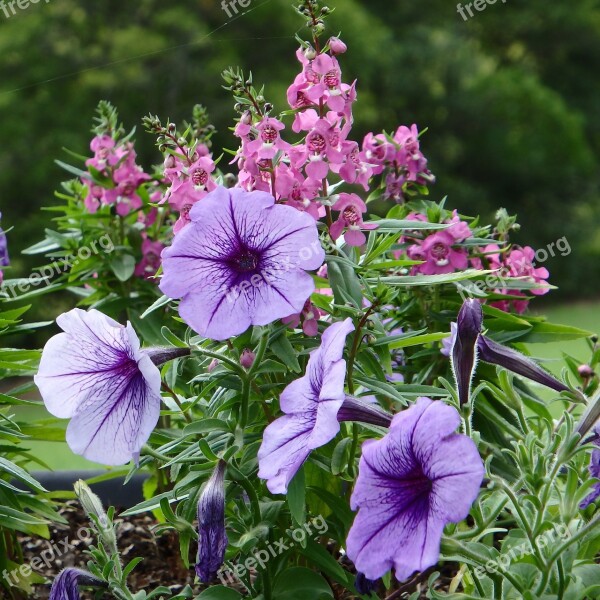 Purple Petunia Pretty Plant Garden