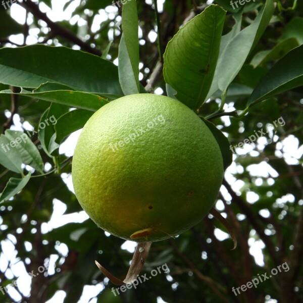 Fruit Tree Grow Pest Bugs Garden