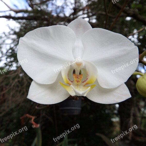 White Orchid Flower Macro Nature