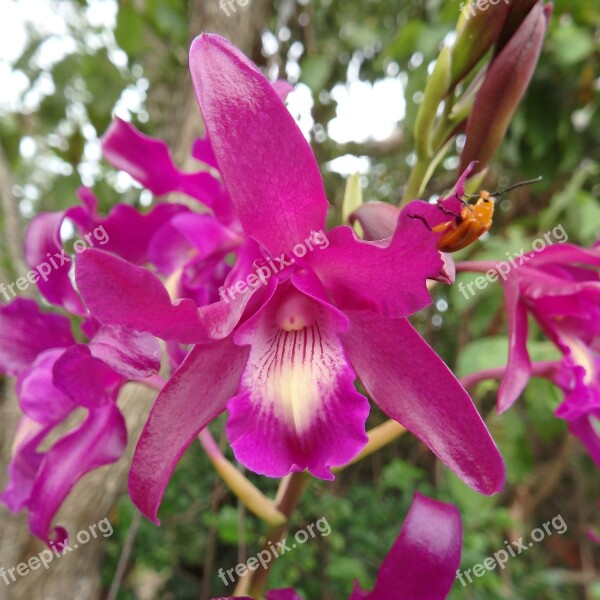 Orchid Pink Flower Bloom Blossom