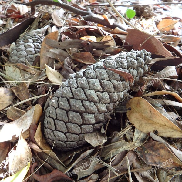 Pine Cone Garden Cone Pine Nature