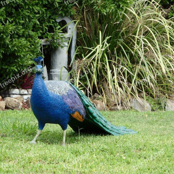 Peacock Peafowl Bird Nature Animal