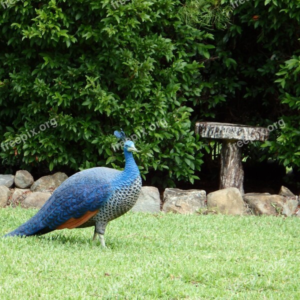 Peahen Hen Blue Bird Peacock