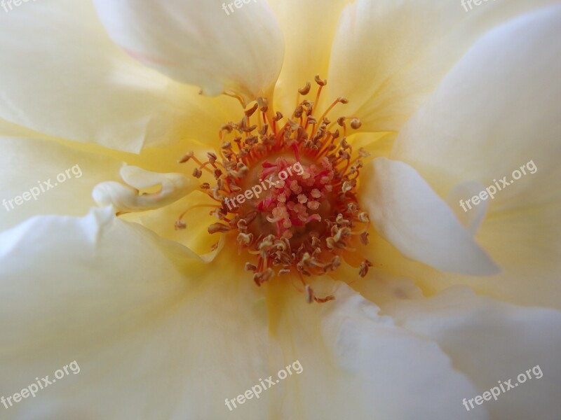 Rose Bloom Stigma Pollen Flower