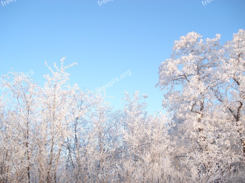 Winter Snow Winter Forest Trees In The Snow Free Photos