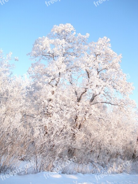 Winter Snow Winter Forest Trees In The Snow Free Photos