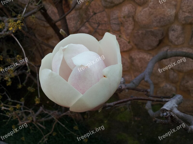 Flowers Kobe Mikage Free Photos