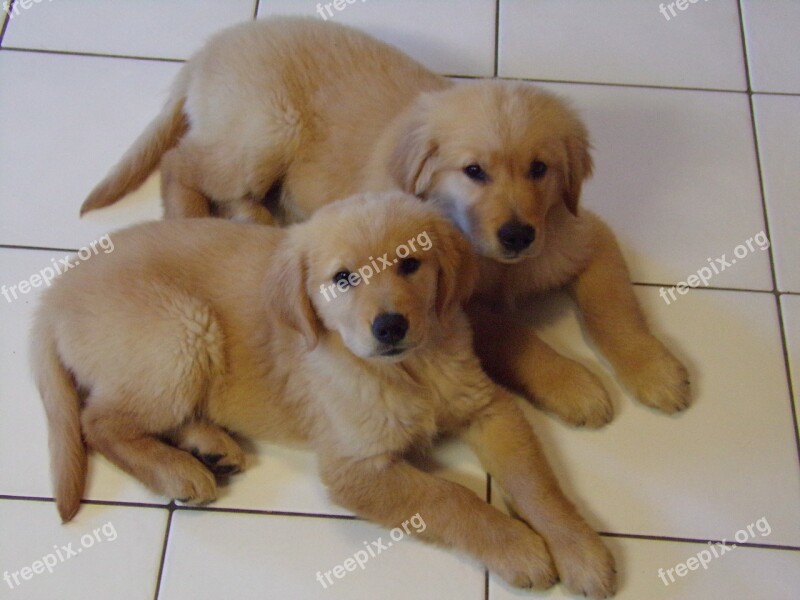 Golden Retrievers Gracie Charlie Puppies Free Photos