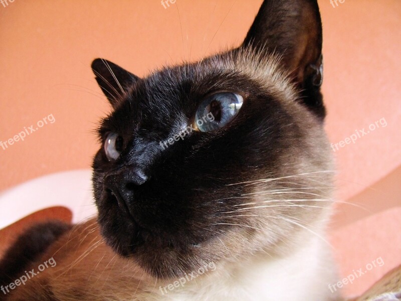 Cat Close Eyes Pet Animal Free Photos