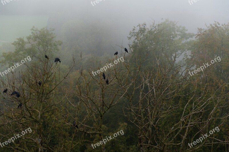 Crow Forest Fog Trees Bird