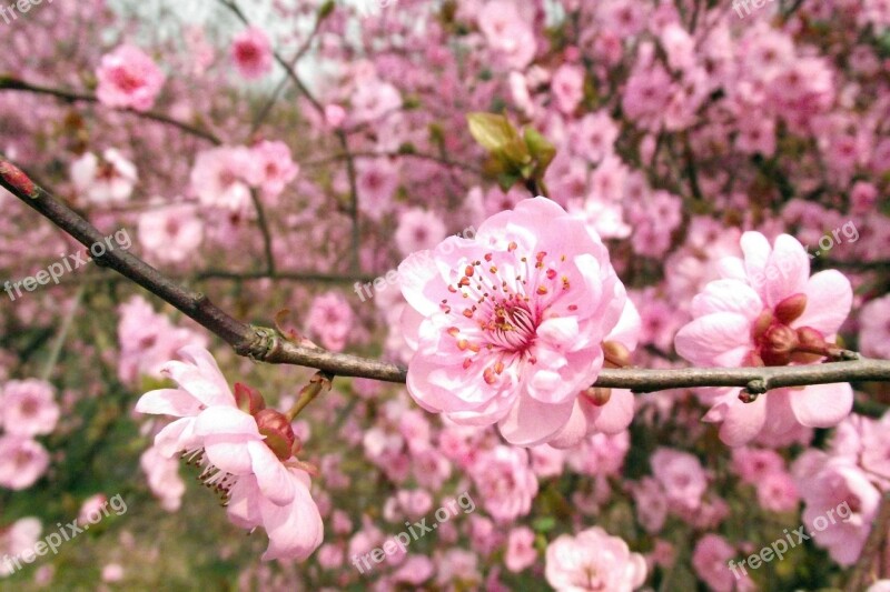 Flower Peach Blossom Plant Free Photos