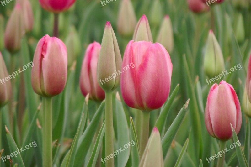 Tulip Flower Plant Free Photos