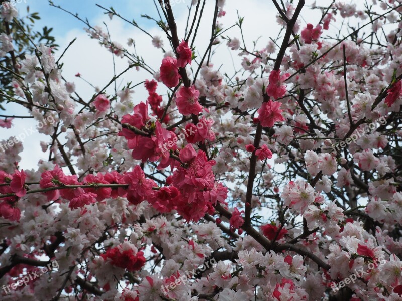 Peach Blossoms Red Pink Plant Park