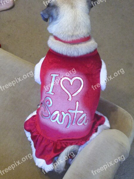 Animal Pug Loves Santa Free Photos