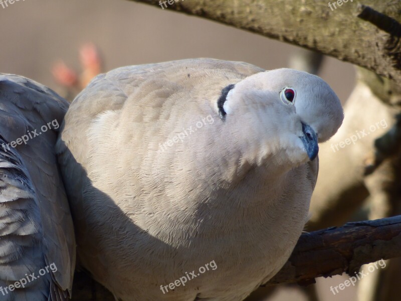 Wild Pigeon Turtle Dove View Free Photos