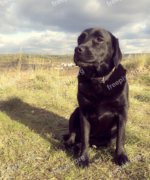 Dog Labrador Sitting Dog Grass Nature