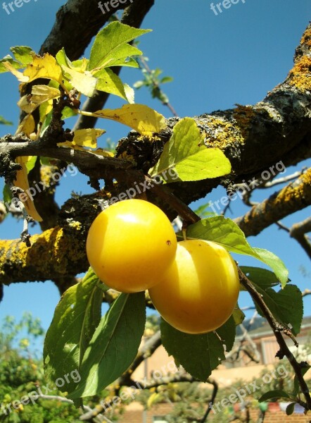 Plums Fruit Summer Yellow Plum