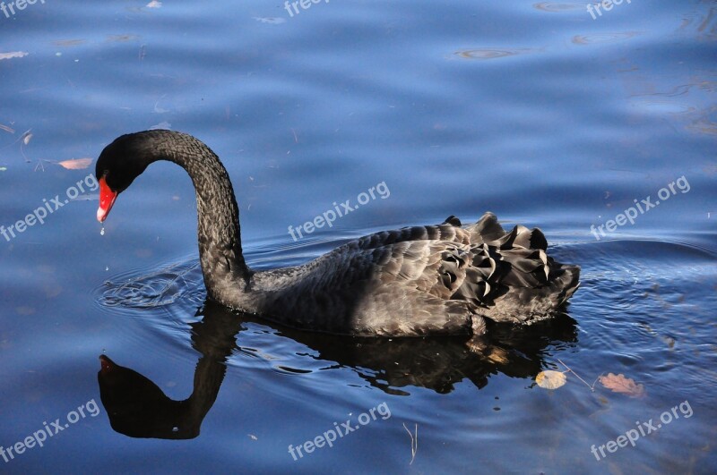 Black Swan Ave Swan Animal Fauna