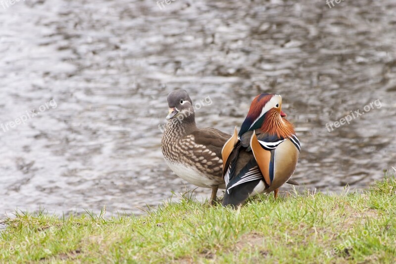 Two Ducks Water Waterfowl Mandarin Duck Free Photos