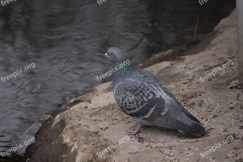 Dove Bird Animal City Pigeon Nature