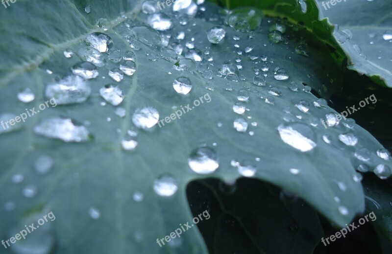 Plant Vegetables Drop Of Water Green Garden