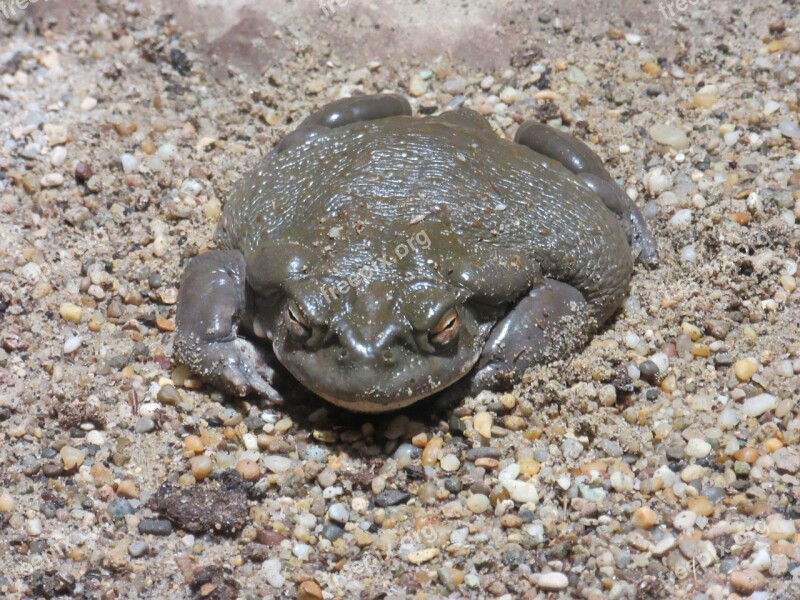 Colorado Toad Toad Amphibian Animal Alvarius Incilius