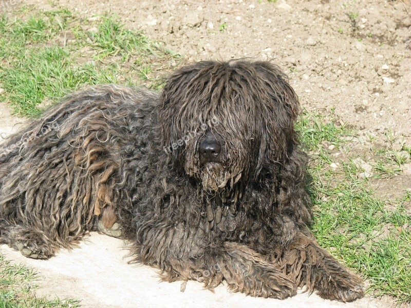 Dog Puli Animal Free Photos