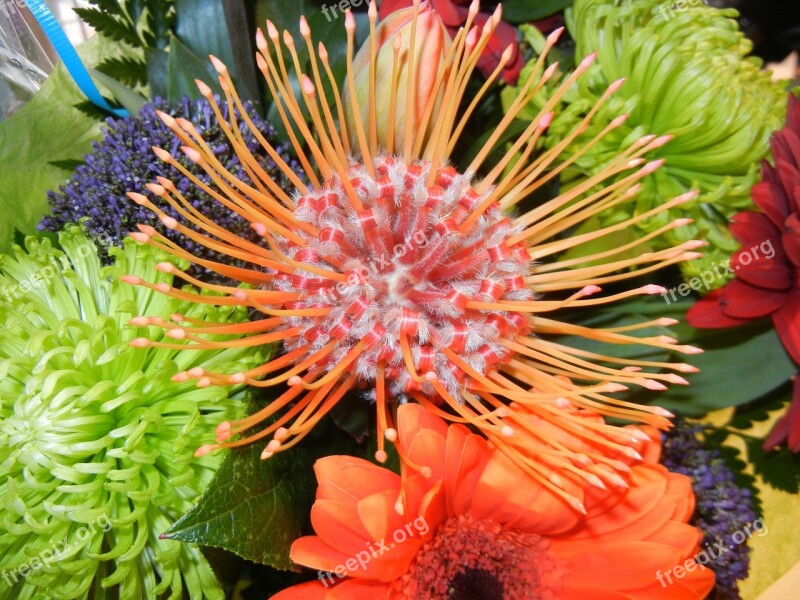 Spider Mum Flower Flower Red Exotic Yellow Petals