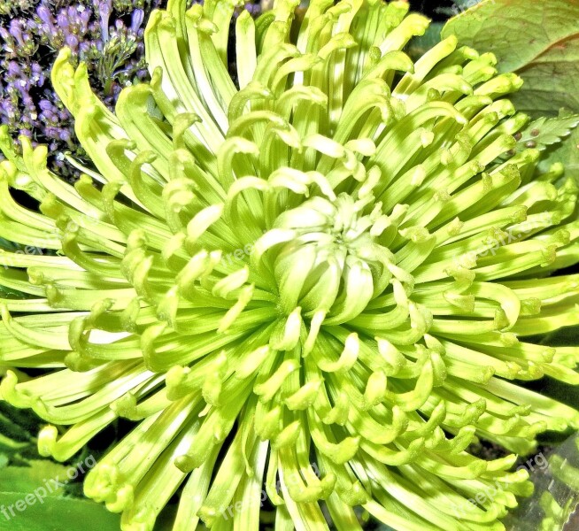 Spider Mum Flower Green Garden Nature Outdoors