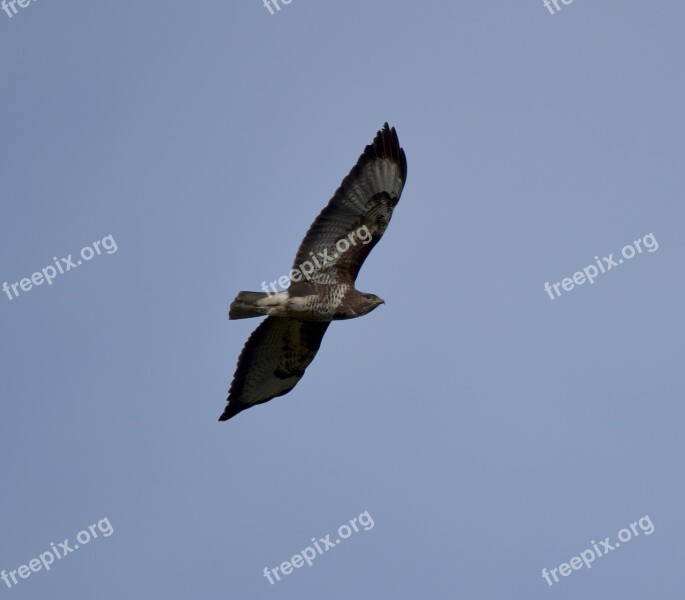 Common Buzzard Buzzard Raptor Habichartige Feather