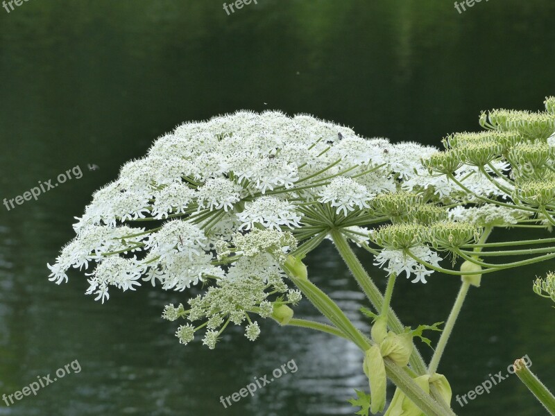 Common Hogweed Aquatic Plant Lake Free Photos