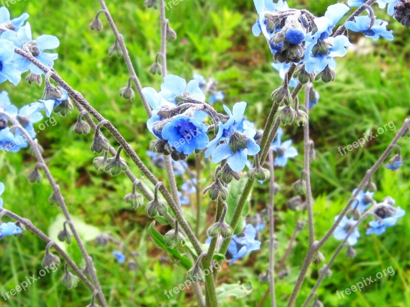 Flower Blue Fresh Health Little Flower